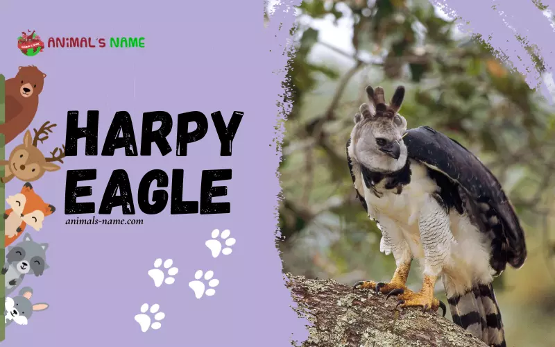 Harpy Eagle