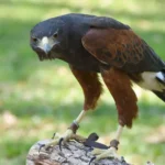 Harris Hawk