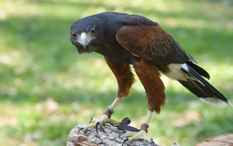 Harris Hawk