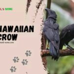 Hawaiian Crow