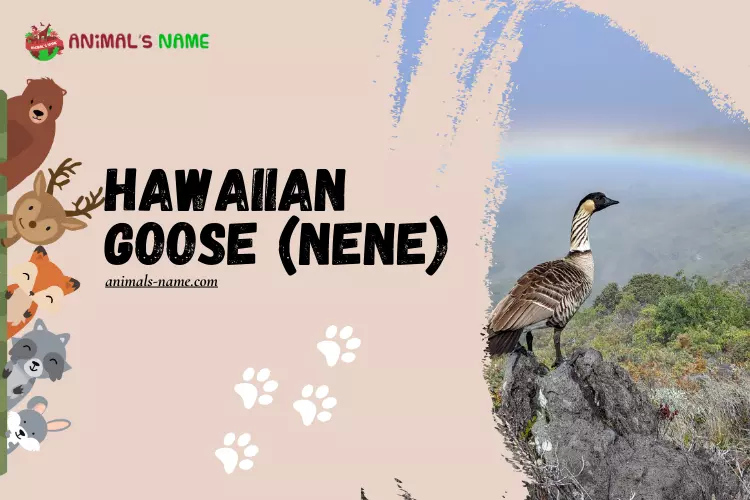 Hawaiian Goose (Nene)