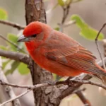 Hepatic Tanager