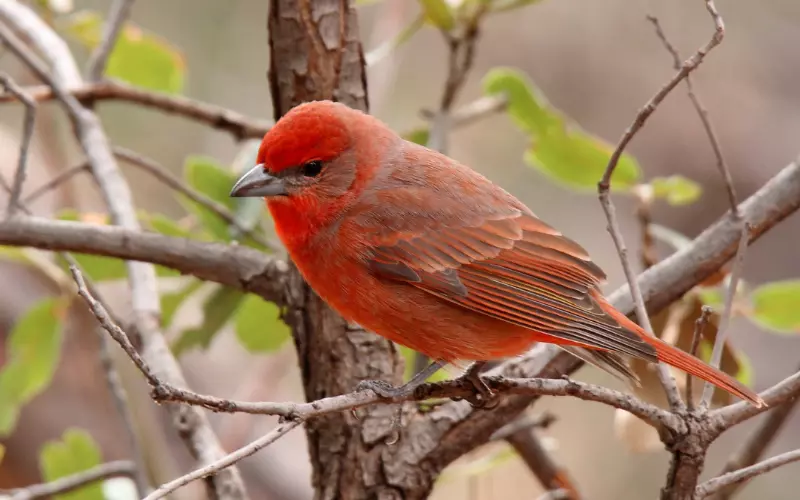 Hepatic Tanager