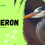 Heron