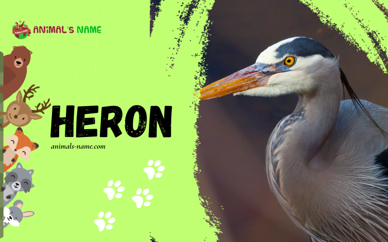 Heron