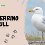 Herring Gull