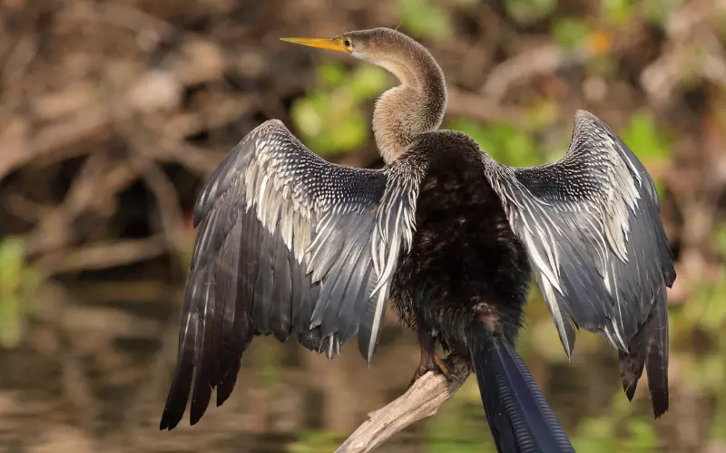 History Of Anhinga