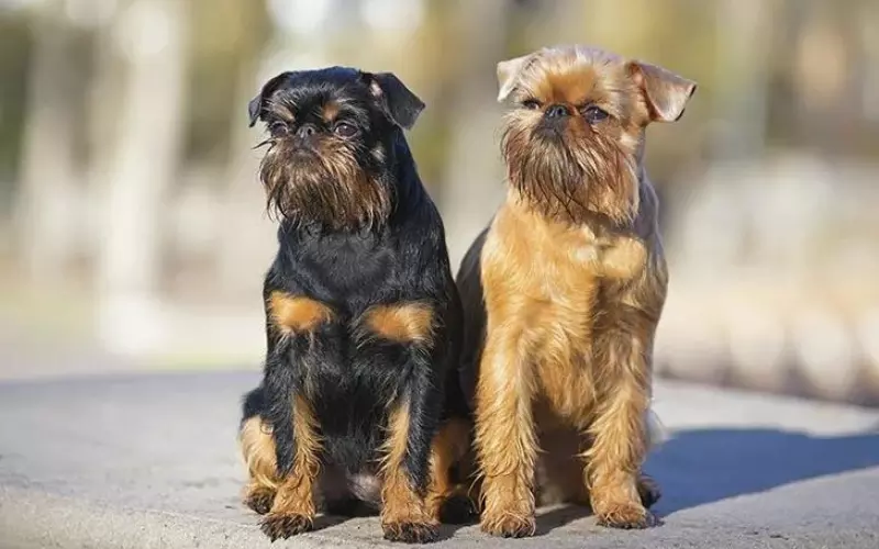 History Of Brussels Griffon