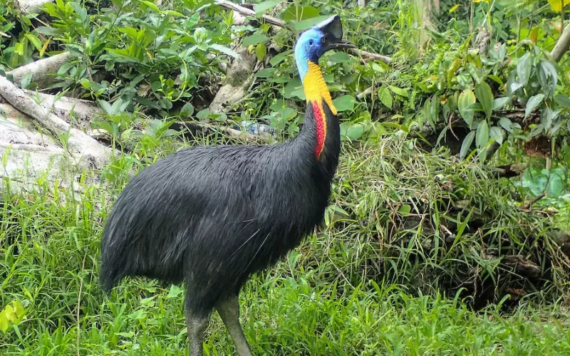 History Of Cassowary