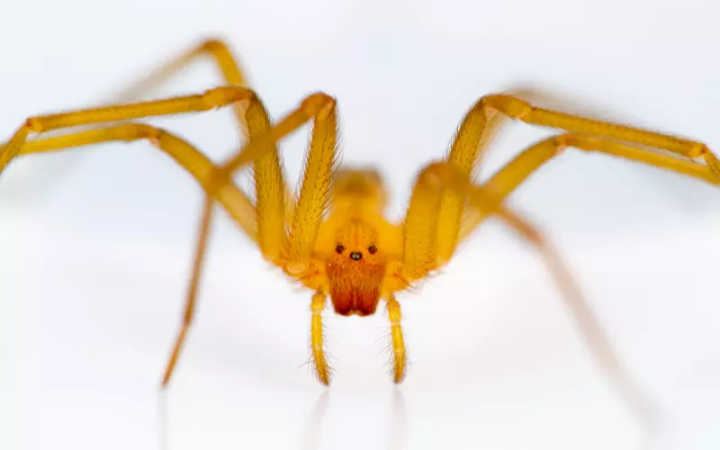 History Of Chilean Recluse Spider