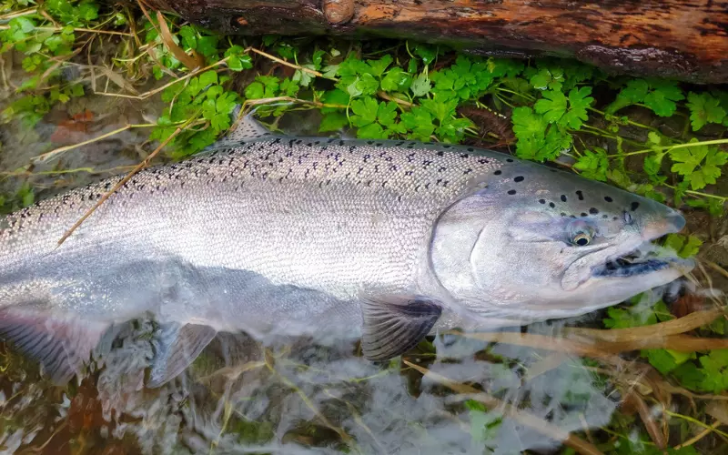 History Of Chinook Salmon