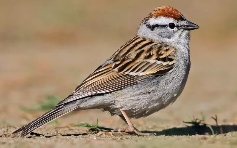 History Of Chipping Sparrow