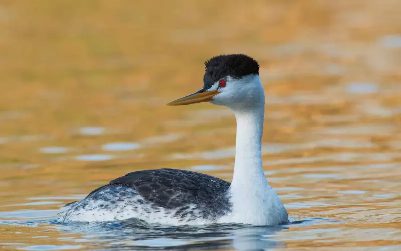 History Of Clark’s Grebe