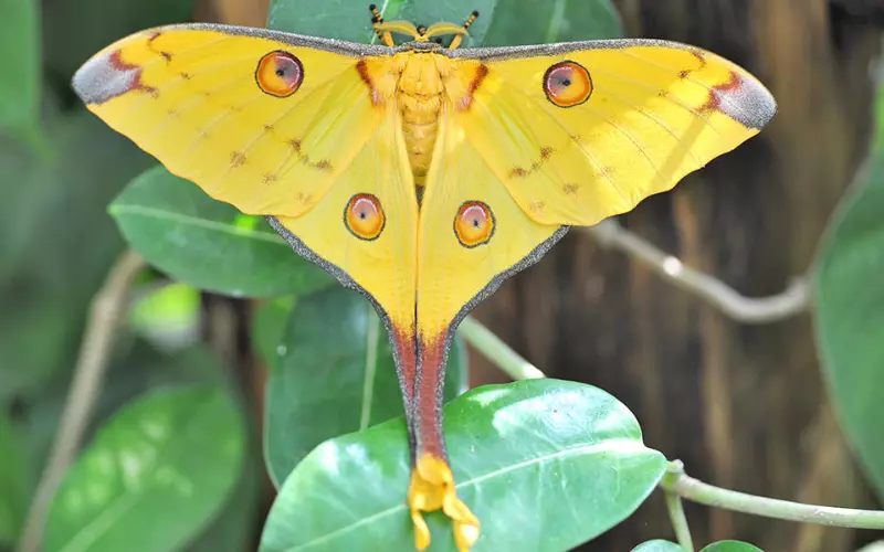 History Of Comet Moth