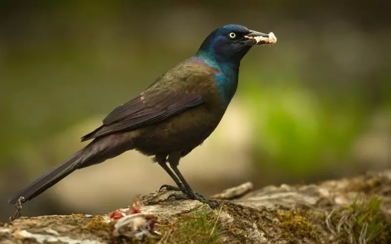 History Of Common Grackle