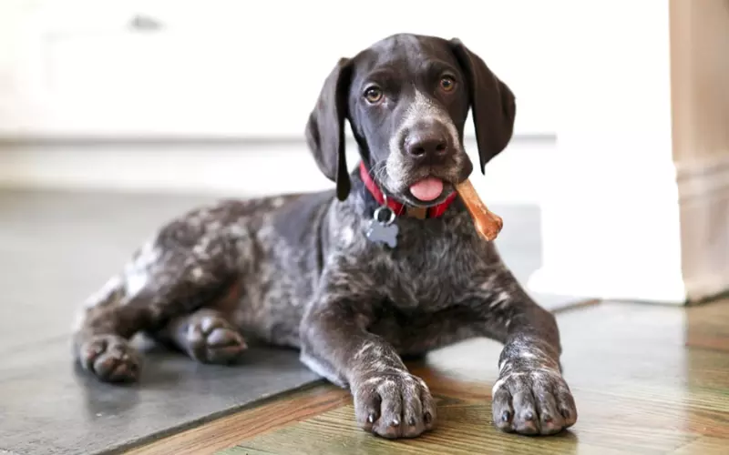 History Of German Shorthaired Pointer