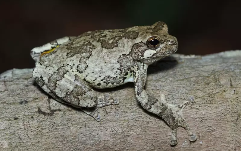 History Of Gray Tree Frog