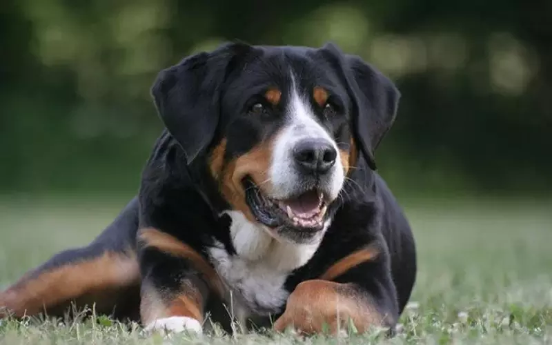 History Of Greater Swiss Mountain Dog