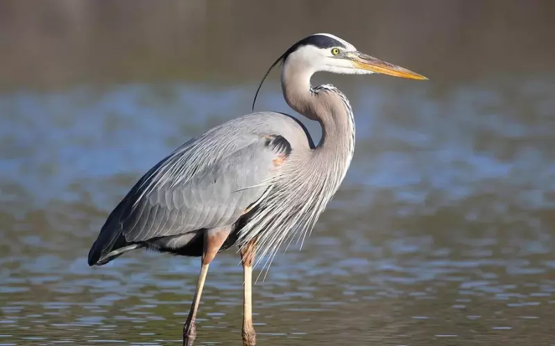 History Of Grey Heron