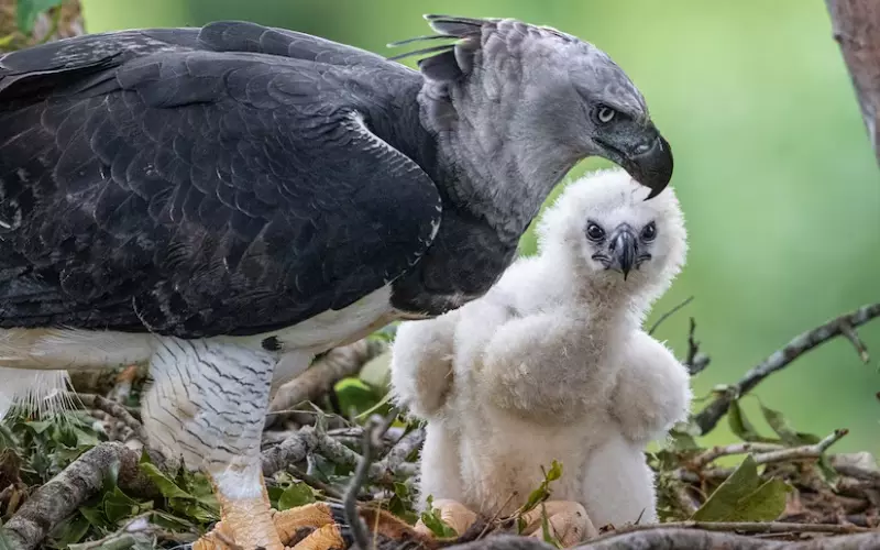 History Of Harpy Eagle