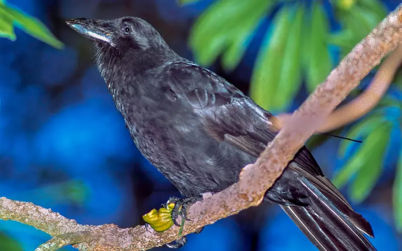 History Of Hawaiian Crow