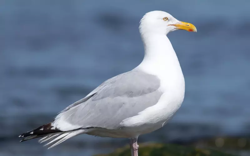 History Of Herring Gull