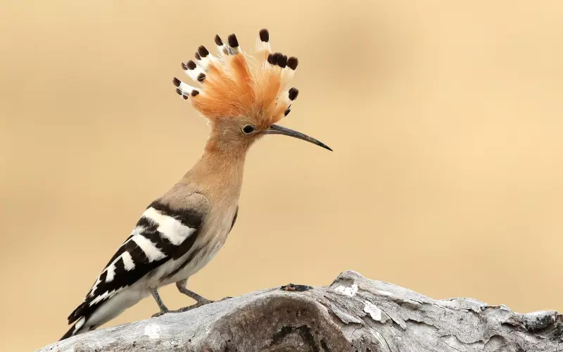 History Of Hoopoe