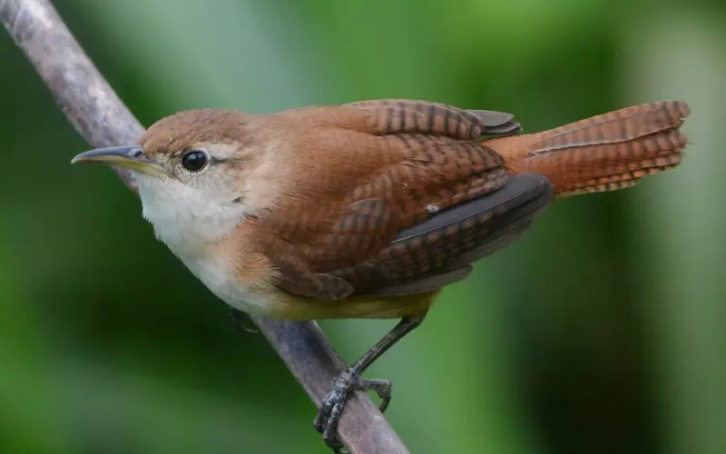 History Of House Wren