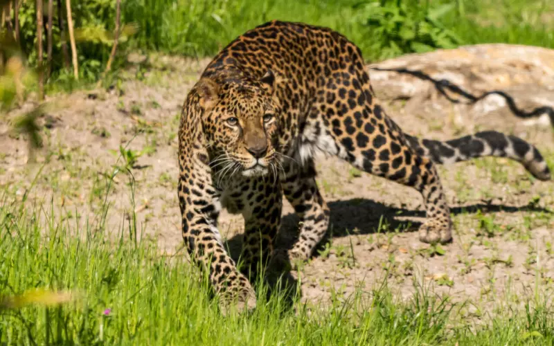 History Of Javan Leopard