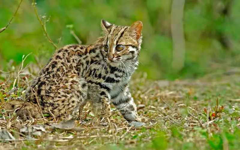 History Of Leopard Cat