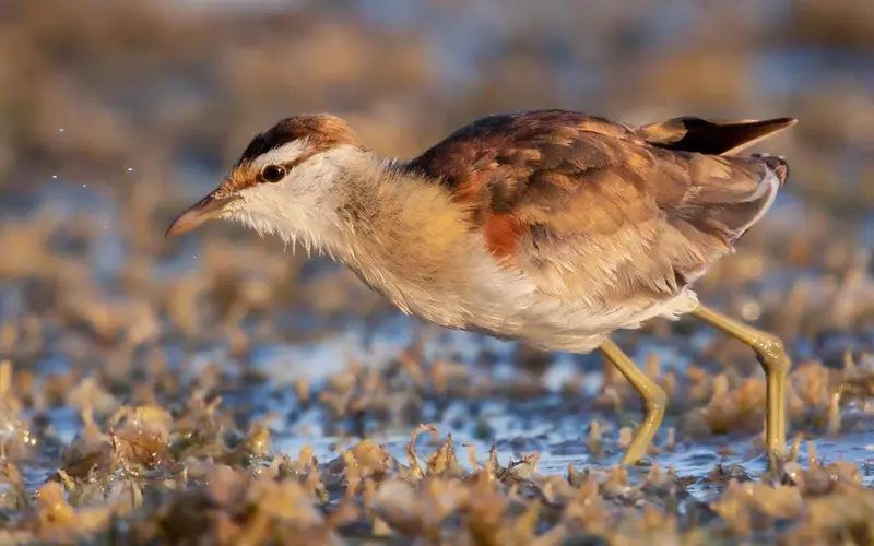 History Of Lesser Jacana