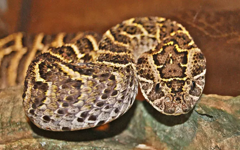 History Of Puff Adder