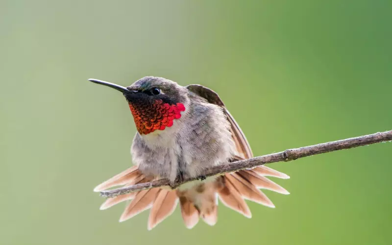 History Of Ruby-Throated Hummingbird