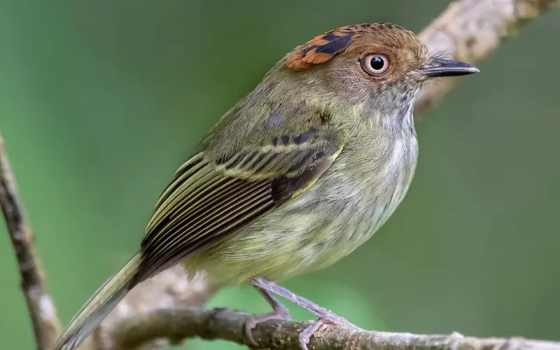 History Of Scale-Crested Pygmy Tyrant