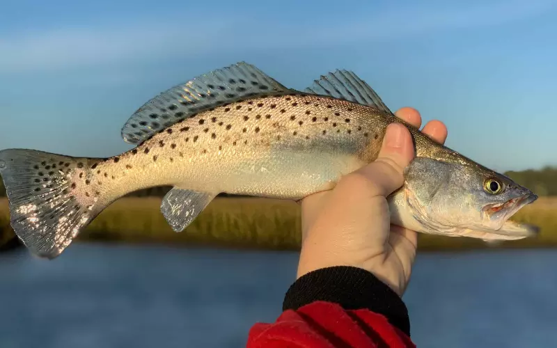 History Of Speckled Trout