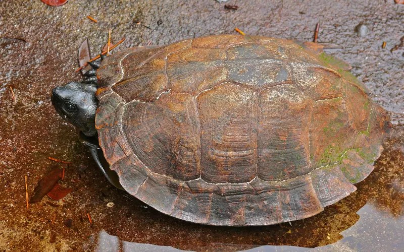 History Of Spiny Hill Turtle