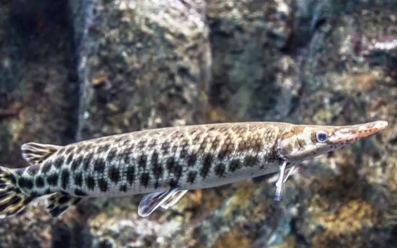 History Of Spotted Gar