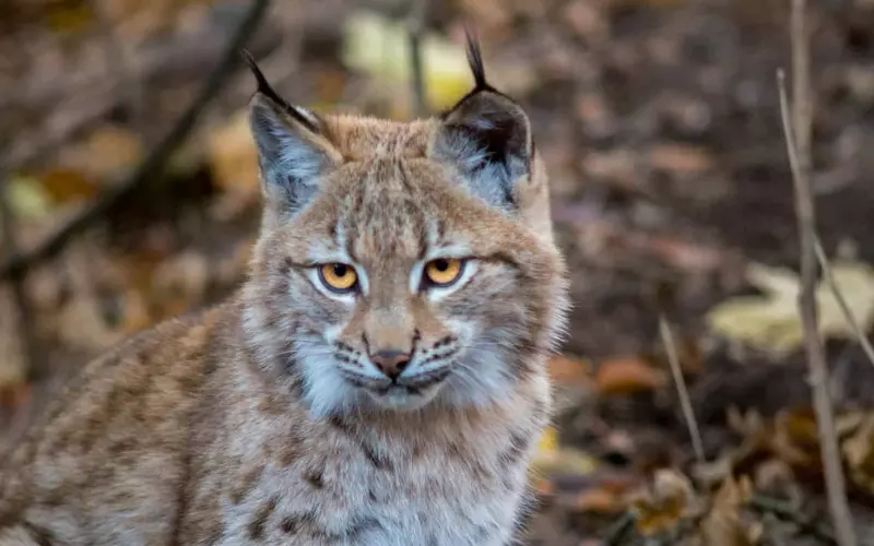 History of Balkan Lynx