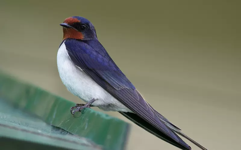 History of Barn Swallow