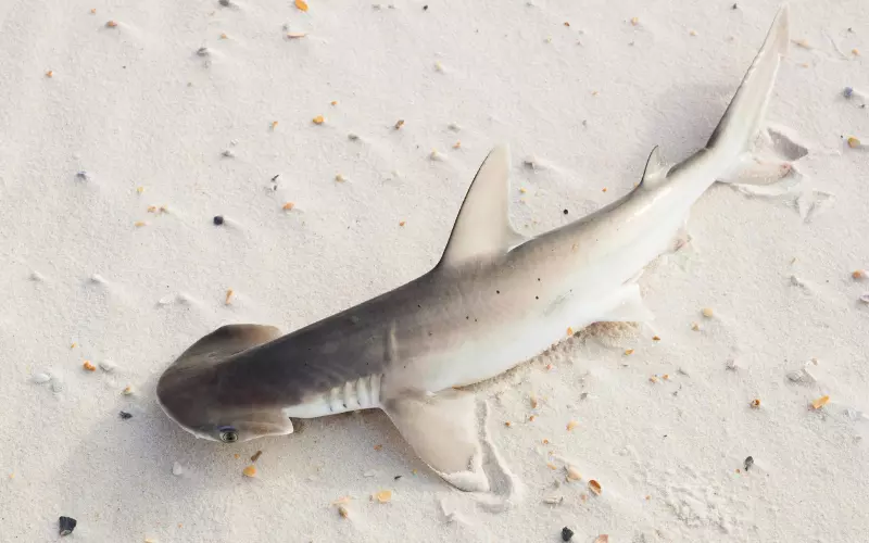 History of Bonnethead Shark