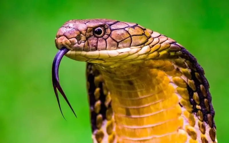 History of Snake