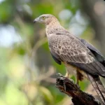 Honey Buzzard