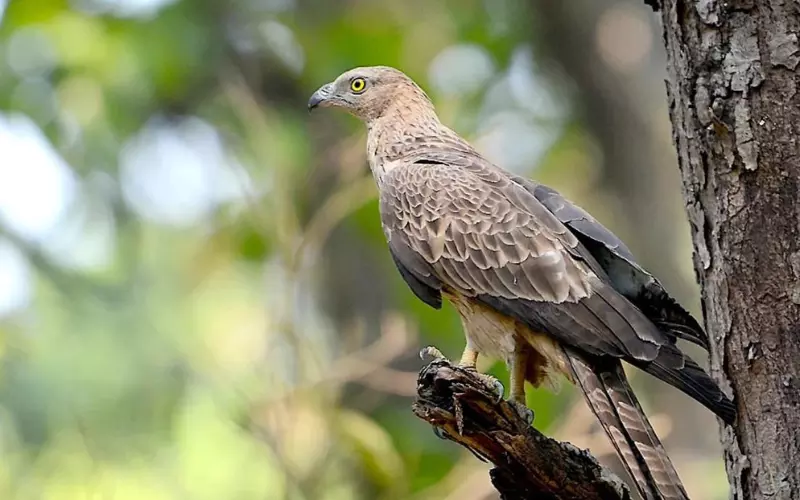 Honey Buzzard