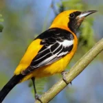 Hooded Oriole