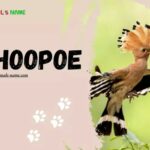 Hoopoe