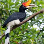 Hornbill