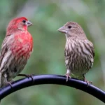 House Finch