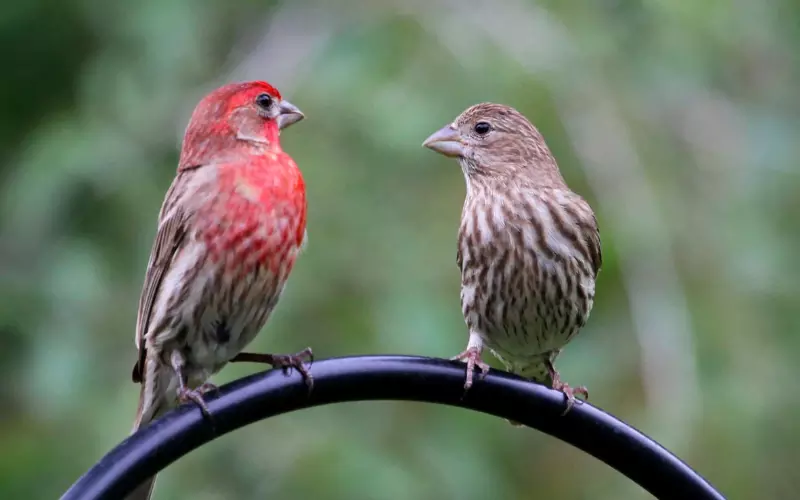 House Finch