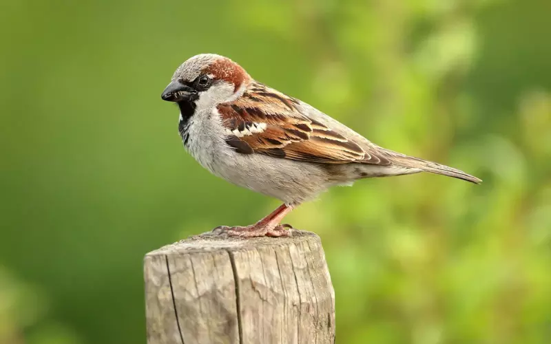 House Sparrow