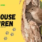 House Wren